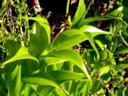 Gloriosa superba leaves