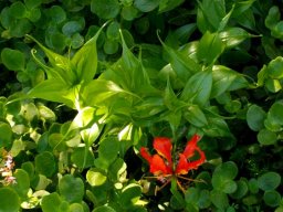 Gloriosa superba curled leaf-tips