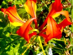 Gloriosa superba flower