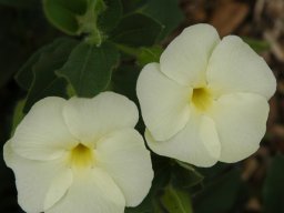 Thunbergia pondoensis