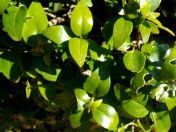 Jasminum multipartitum old leaves