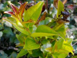 Jasminum multipartitum freshly sprouting