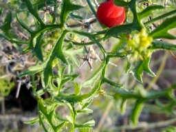 Kedrostis africana