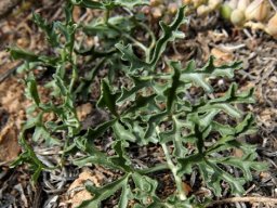 Kedrostis capensis 
