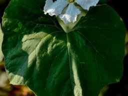 Lagenaria siceraria
