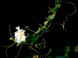 Lagenaria siceraria calabash flowers