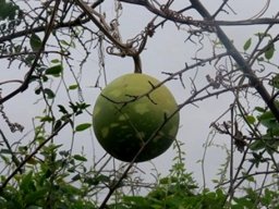 Lagenaria sphaerica fruit