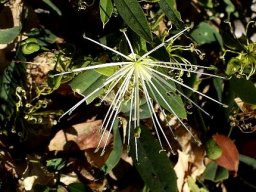 Maerua juncea subsp. crustata leaves and flowers
