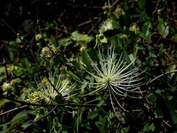 Maerua juncea subsp. crustata