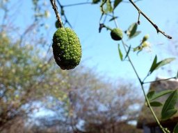 Maerua juncea subsp. crustata, the rough-skinned bush-berry