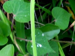 Pergularia daemia subsp. daemia leaves 