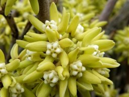 Cynanchum viminale full umbel
