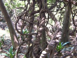 Secamone alpini stems