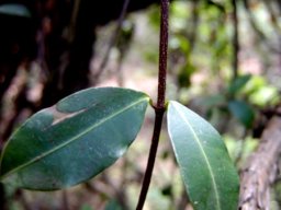Secamone alpini leaf pair