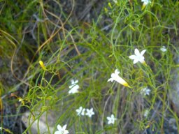 Siphocodon debilis flowers