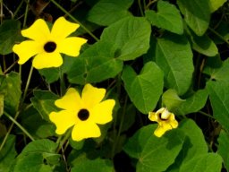 Thunbergia alata leaves