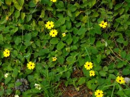 Thunbergia alata spreading