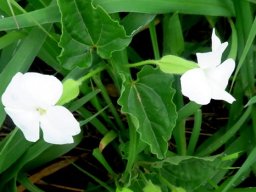 Thunbergia neglecta leaves