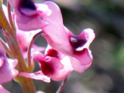 Trigonocapnos lichtensteinii flowers