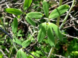 Trigonocapnos lichtensteinii leaves
