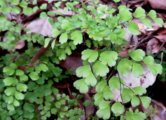 Adiantum capillus-veneris