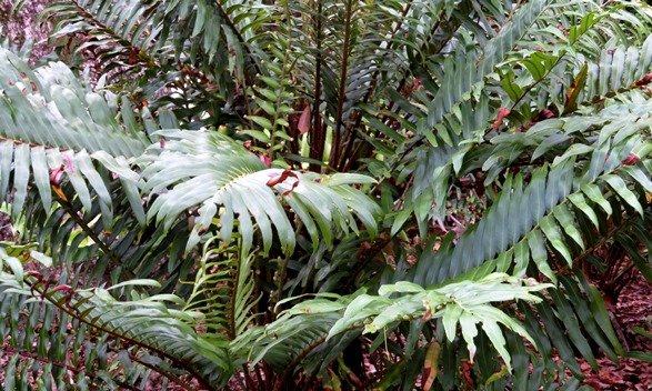Blechnum tabulare mature fronds