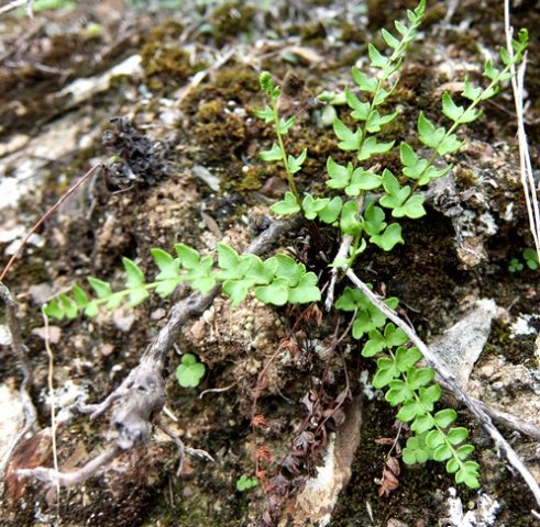 Cheilanthes hastata