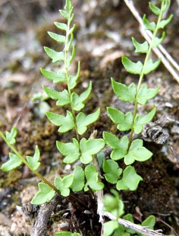 Cheilanthes hastata young fronds