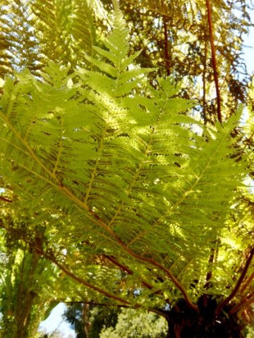 Alsophila dregei frond