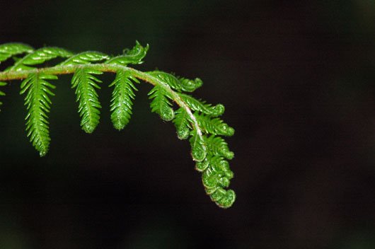 Fern leaf