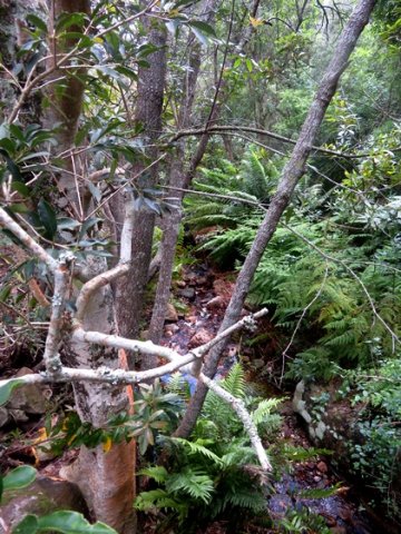 About ferns