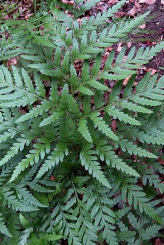 Rumohra adiantiformis frond details