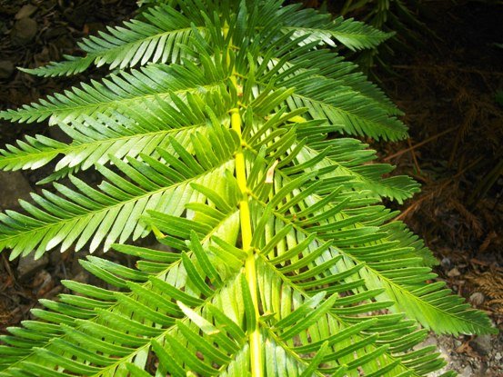 Todea barbara frond