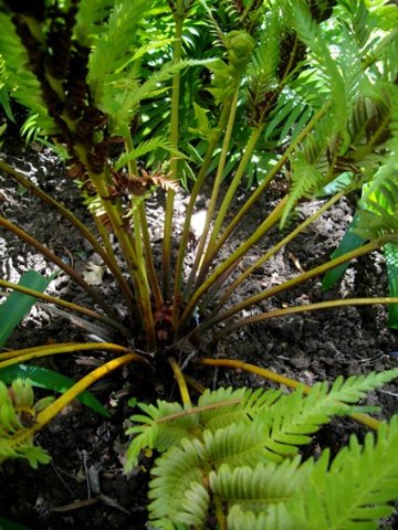Todea barbara petioles or stipes