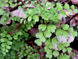 Adiantum capillus-veneris