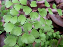 Adiantum capillus-veneris fronds
