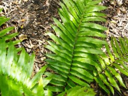 Blechnum capense in enough shade and moisture