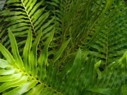Blechnum tabulare fronds