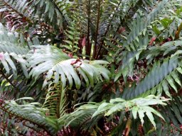 Blechnum tabulare mature fronds