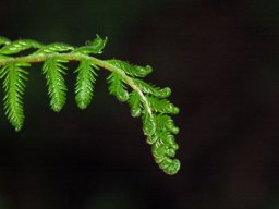 Fern leaf