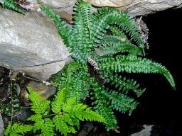 Ferns in habitat