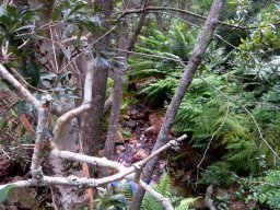 About ferns