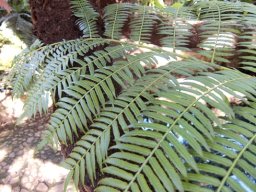 Ptisana fraxinea, a frond