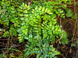 Pellaea pteroides