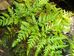 Rumohra adiantiformis in a comfortable spot