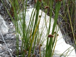 Schizaea pectinata