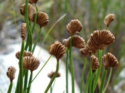Schizaea pectinata sporangia are in these comb-like structures