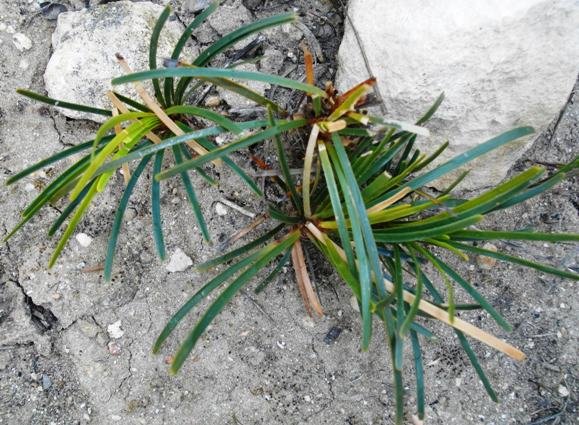 Ficinia leaves at the De Hoop Reserve