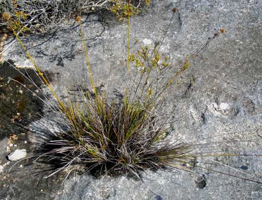 Ficinia on a rock in the southern Cape