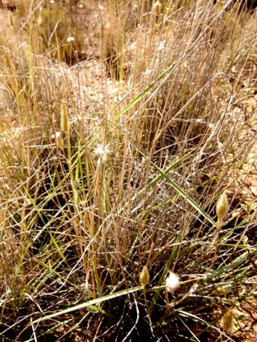 Fingerhuthia africana 